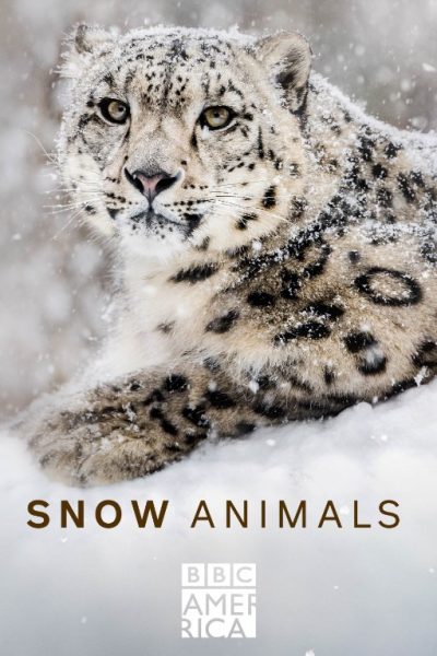 فيلم Snow Animals 2019 مترجم
