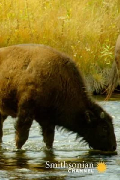 فيلم The Last Buffalo 2017 مترجم