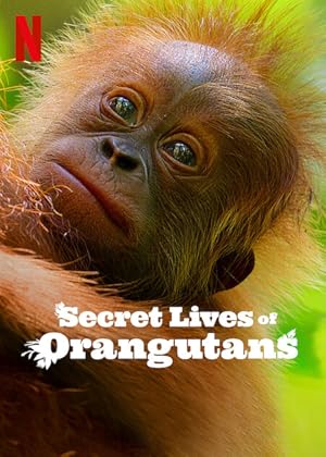 فيلم Secret Lives of Orangutans 2024 مترجم