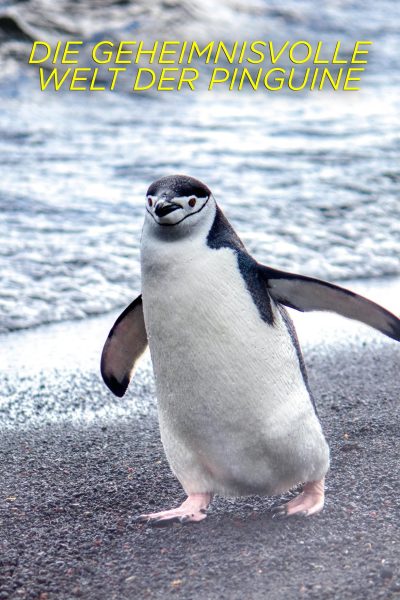 مسلسل Secrets of the Penguins الموسم الاول